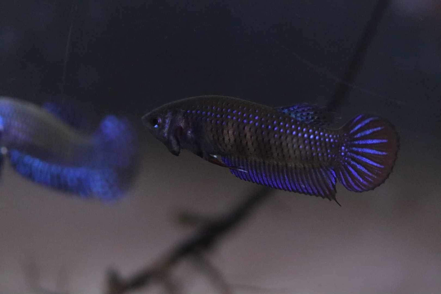 Wild Betta Imbellis Blue  HIGH QUALITY FEMALE- FranksBettas Genetics