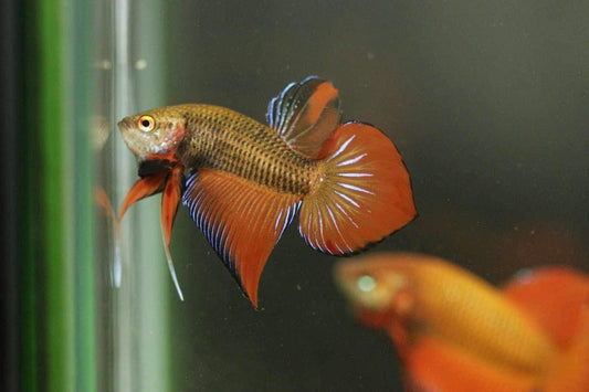 Rare Orange Splenden Male