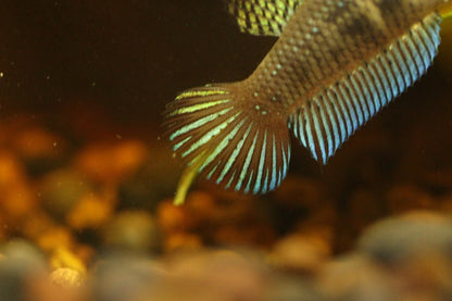 Wild original betta Splenden  Female