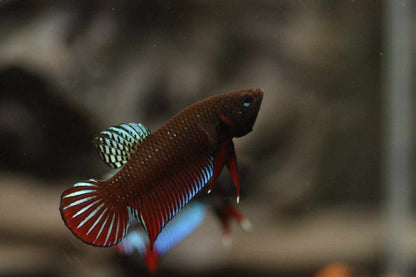 Wild Betta Splenden - Original