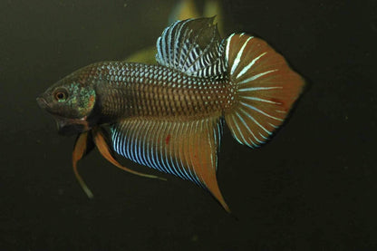 Orange Splenden High quality Male