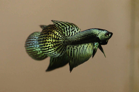 Alien Betta Largetail Male Hybrid  Green - Rare - FranksBettas Bloodline