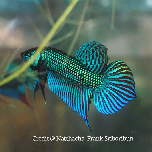 Pure Wild Betta Mahacheisnsis Male High Quality  – FranksBettas Bloodlines