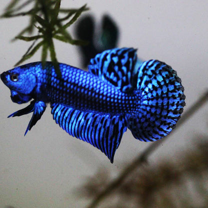 Wild Betta Alien Blue HIGH QUALITY MALE – FranksBettas