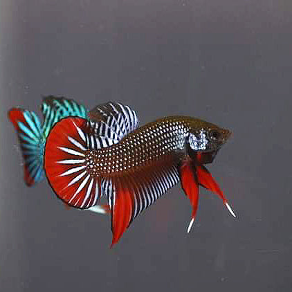 Wild Betta Steel Grey Imbellis – HIGH QUALITY MALE