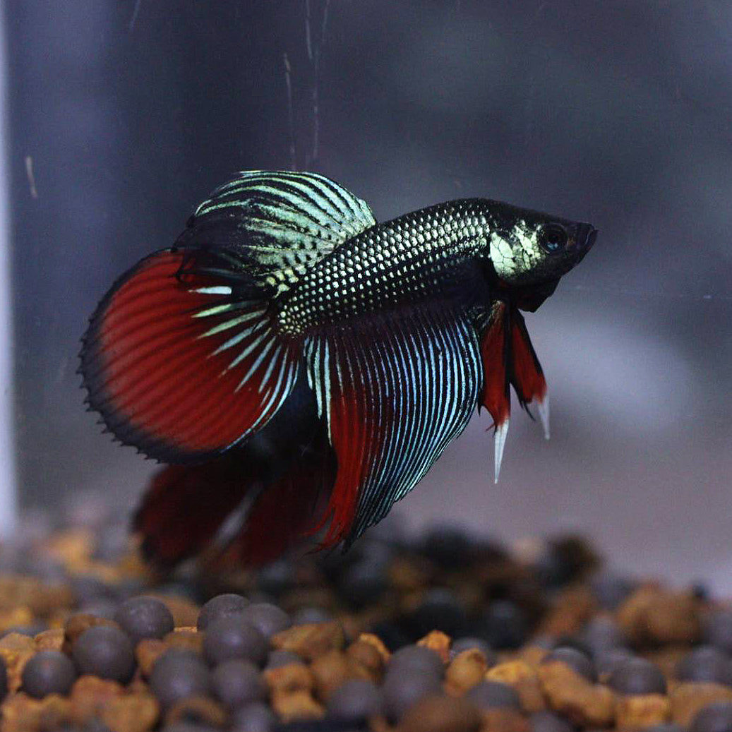 Wild Betta Veiltail Imbellis Green – HIGH QUALITY MALE