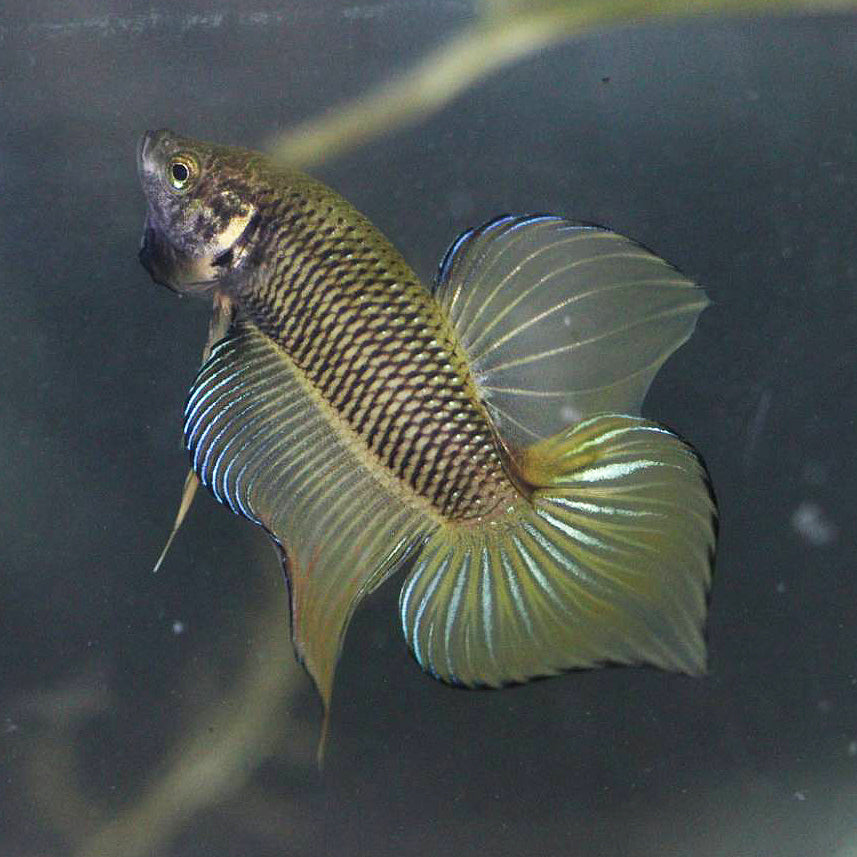 Wild Betta Splendens spade tail Yellow High Quality Male – FranksBettas Genetics