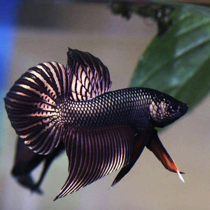 Wild Betta Smaragdina Copper – HIGH QUALITY MALE