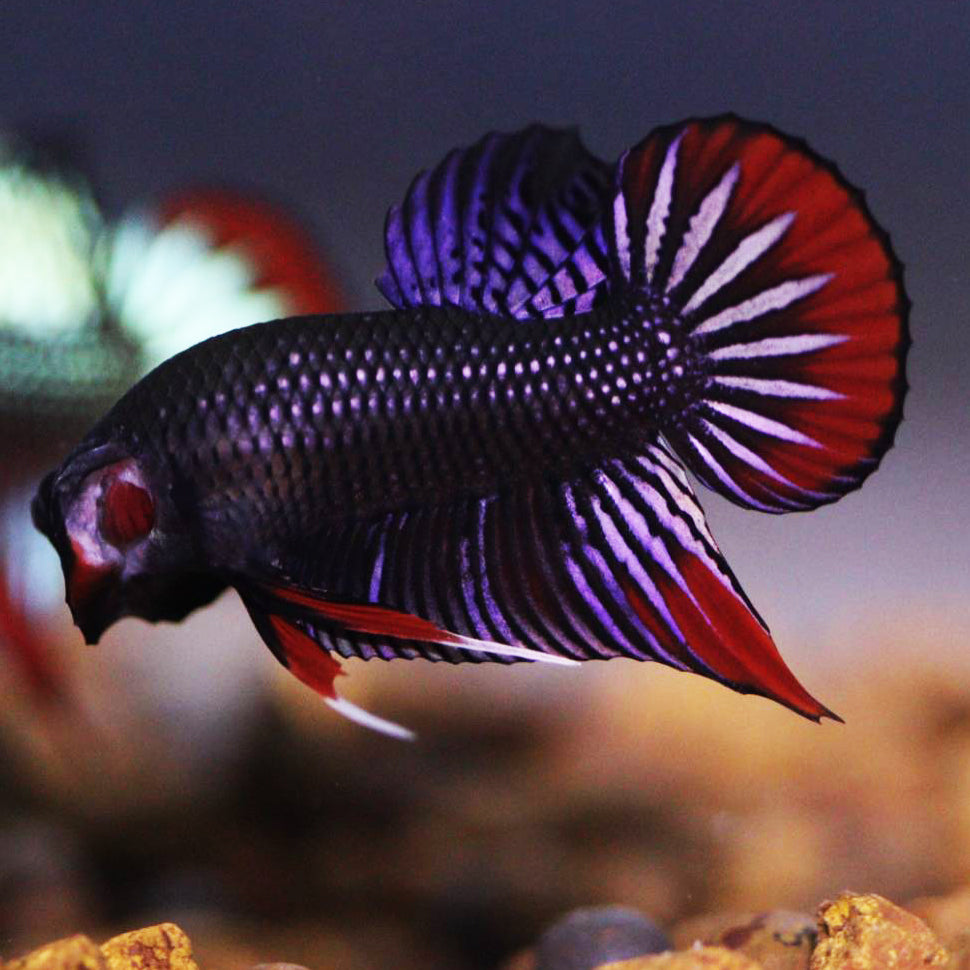 Wild Betta Copper Imbellis Red band High Quality Male RARE!- FranksBettas Genetics