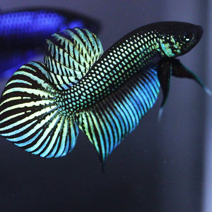 Wild Betta Mahachaiensis HIGH QUALITY MALE – FranksBettas