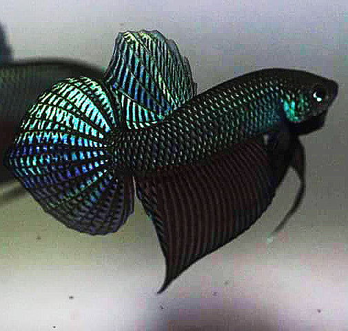 Wild Betta Smaragdina Guitar Green– HIGH QUALITY MALE