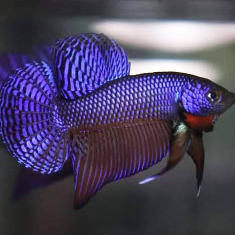 Wild Betta Smaragdina Guitar Blue – HIGH QUALITY MALE