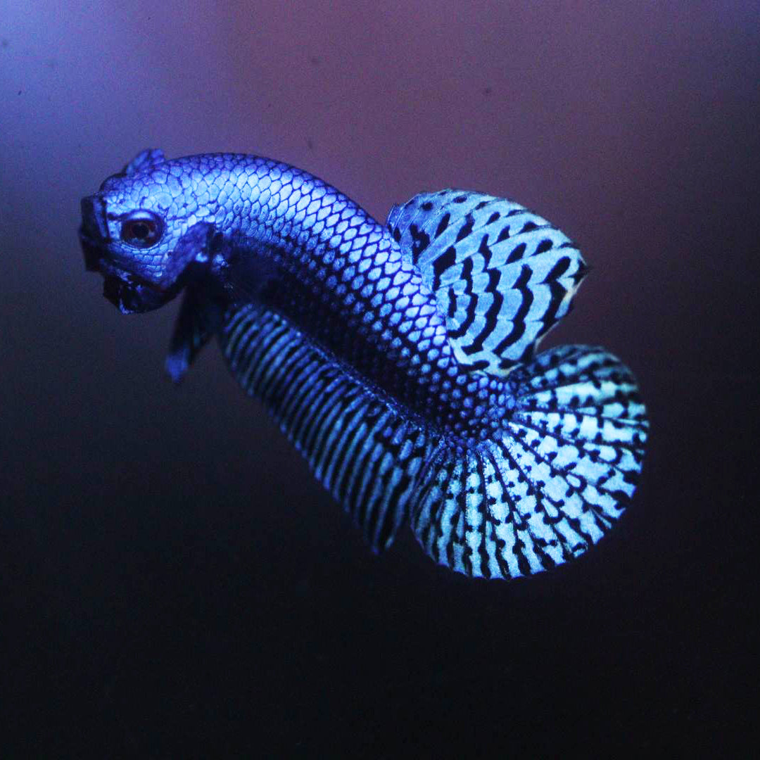 Wild Betta Alien Blue HIGH QUALITY MALE – FranksBettas