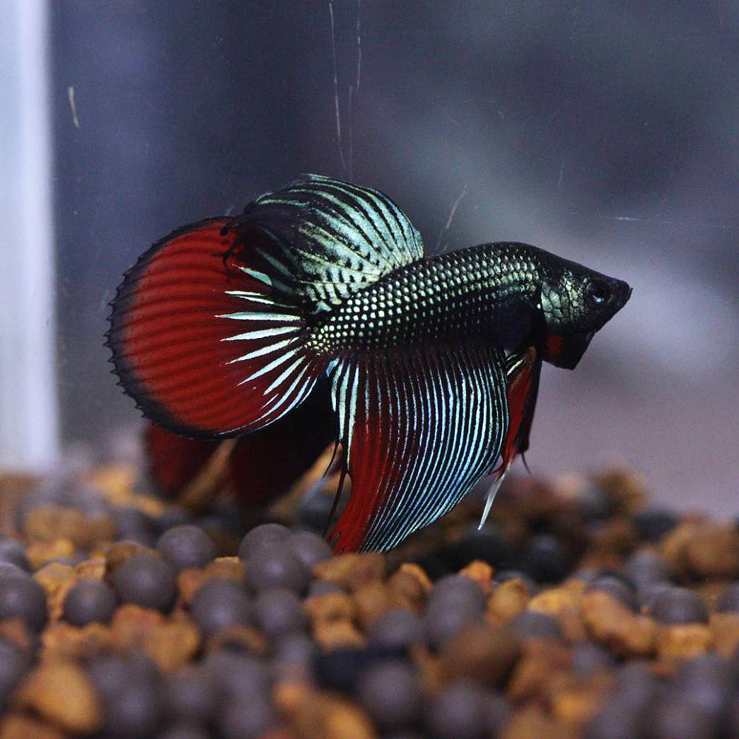 Wild Betta Veiltail Imbellis Green – HIGH QUALITY MALE