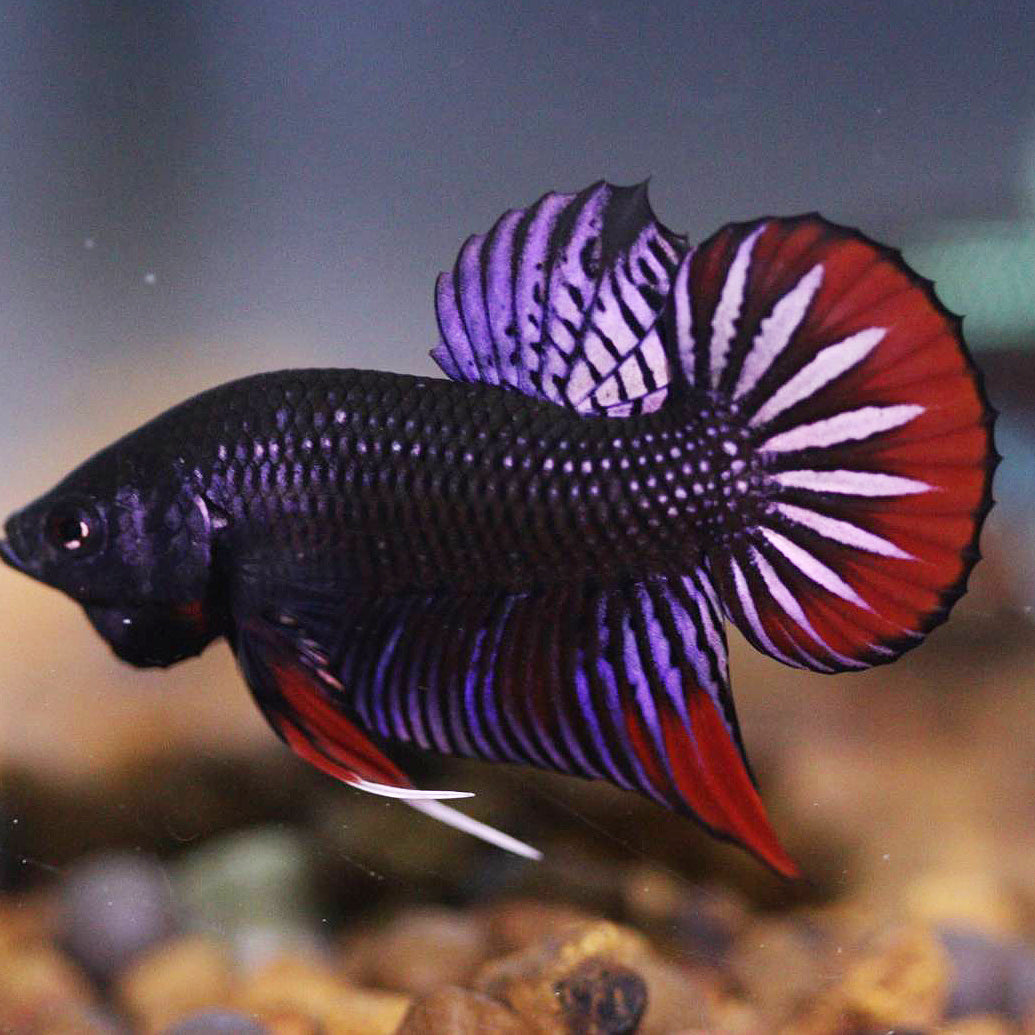 Wild Betta Copper Imbellis Red band High Quality Male RARE!- FranksBettas Genetics