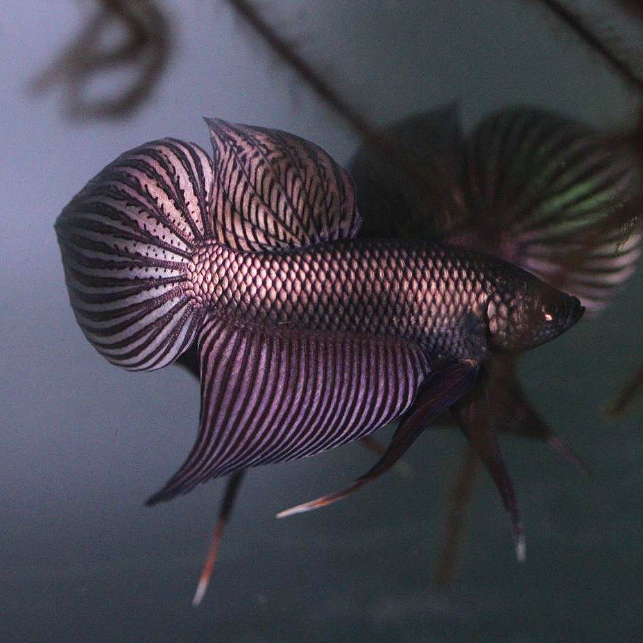 Wild Betta Smaragdina Copper – HIGH QUALITY MALE