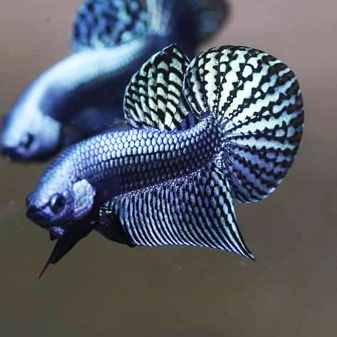 Wild Betta Alien Steel Grey HIGH QUALITY MALE – FranksBettas