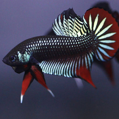 Wild Betta Imbellis Green – HIGH QUALITY MALE- FranksBettas Genetics