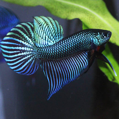 Wild Betta Smaragdina Green– HIGH QUALITY MALE