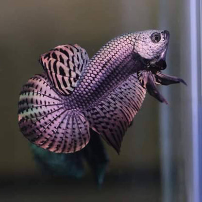 Wild Betta Alien Copper High quality Male – FranksBettas Genetics