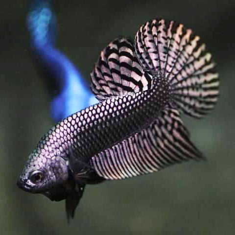 Wild Betta Alien Copper High quality Male – FranksBettas Genetics