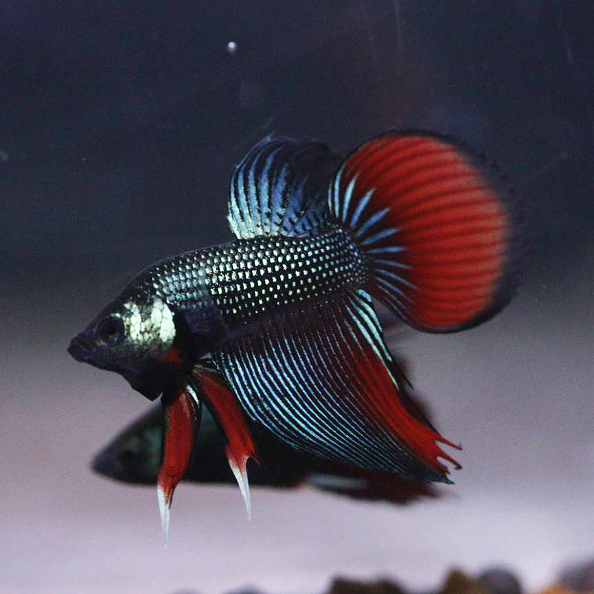 Wild Betta Veiltail Imbellis Green – HIGH QUALITY MALE