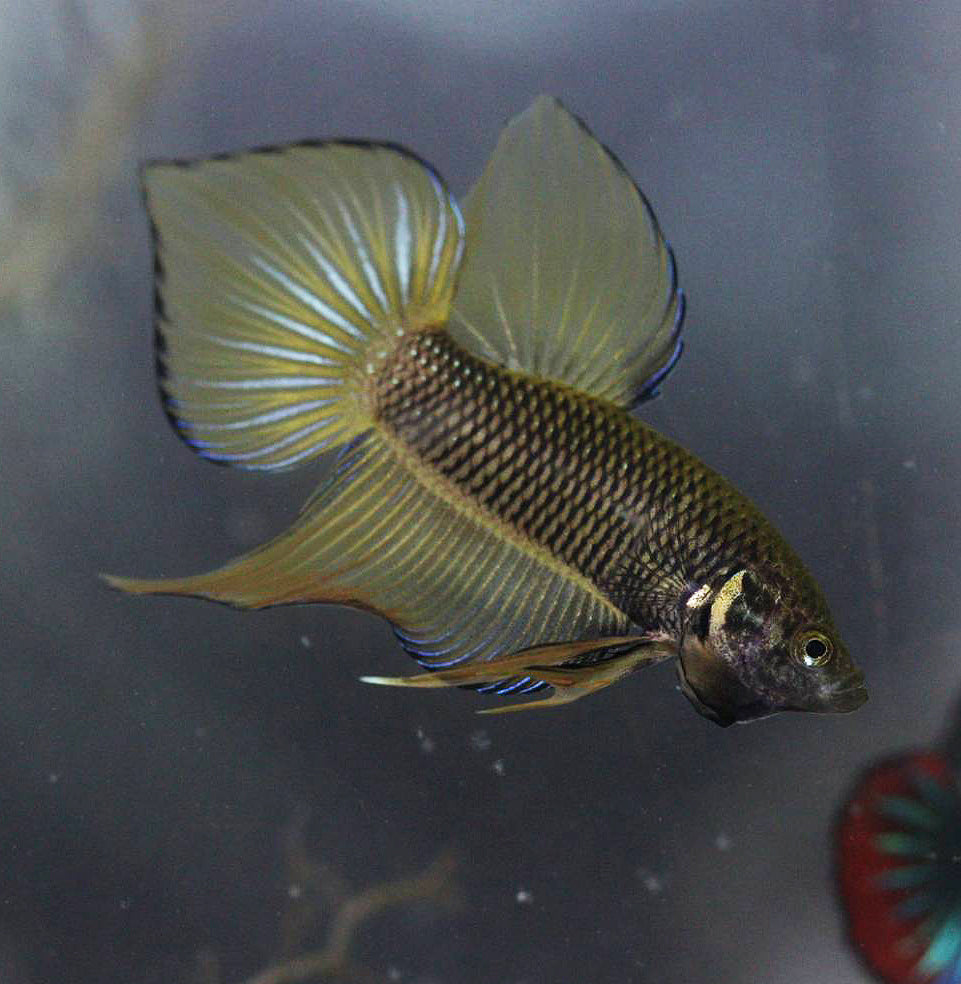 Wild Betta Splendens spade tail Yellow High Quality Male – FranksBettas Genetics