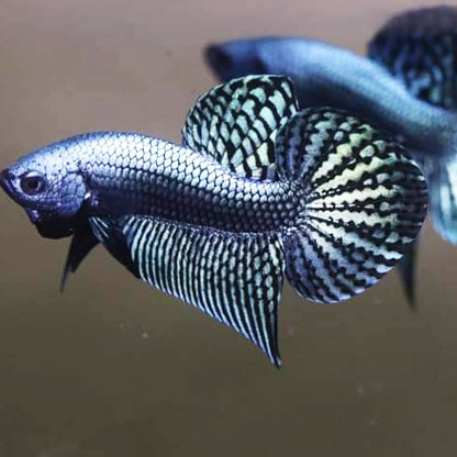 Wild Betta Alien Steel Grey HIGH QUALITY MALE – FranksBettas