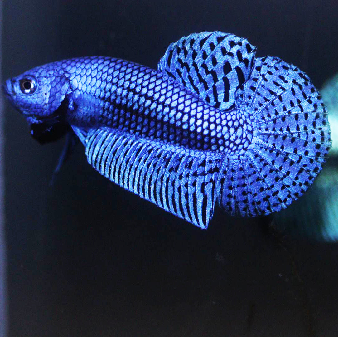 Wild Betta Alien Blue HIGH QUALITY MALE – FranksBettas