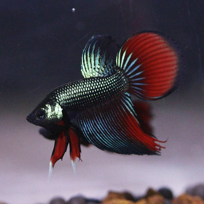 Wild Betta Veiltail Imbellis Green – HIGH QUALITY MALE