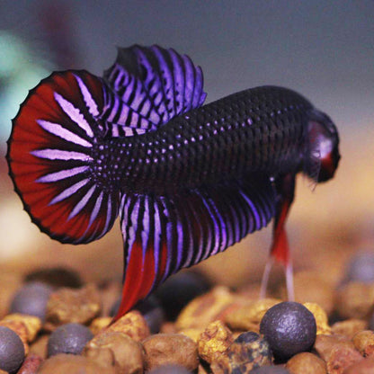 Wild Betta Copper Imbellis Red band High Quality Male RARE!- FranksBettas Genetics