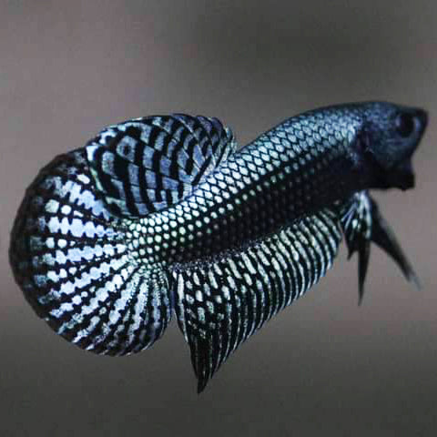 Wild Betta Alien Steel Grey HIGH QUALITY MALE – FranksBettas