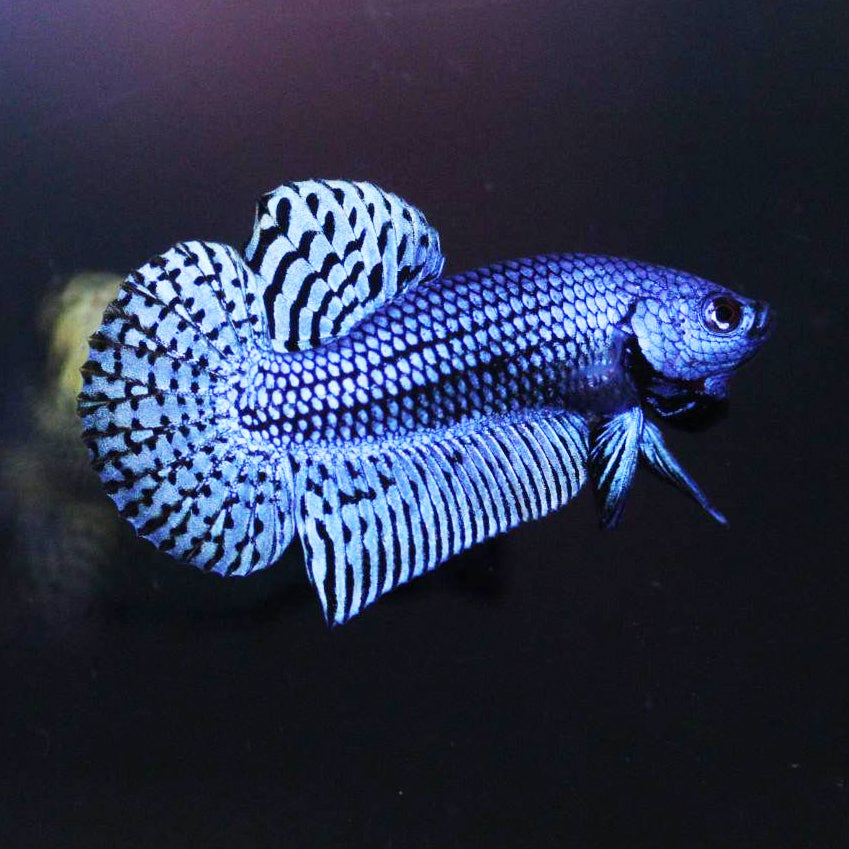 Wild Betta Alien Blue HIGH QUALITY MALE – FranksBettas