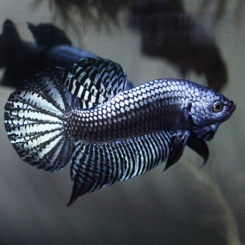 Wild Betta Alien Steel Grey HIGH QUALITY MALE – FranksBettas