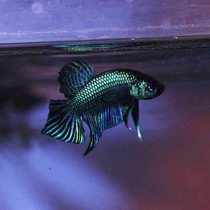 Wild Betta Mahachaiensis HIGH QUALITY MALE – FranksBettas