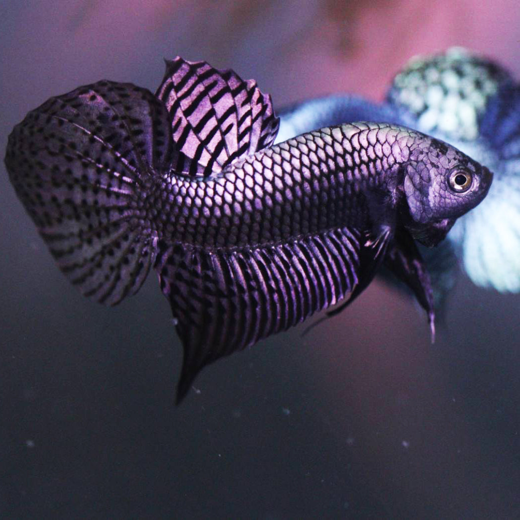 Wild Betta Alien Copper High quality Male – FranksBettas Genetics