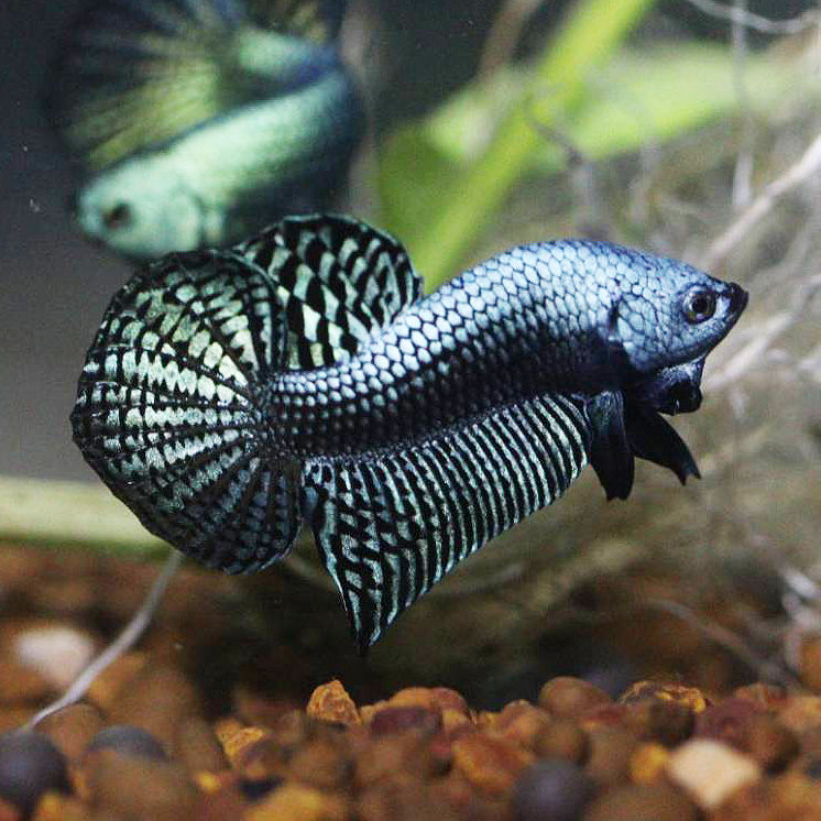 Wild Betta Alien Steel Grey HIGH QUALITY MALE – FranksBettas