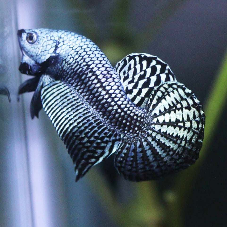 Wild Betta Alien Steel Grey HIGH QUALITY MALE – FranksBettas