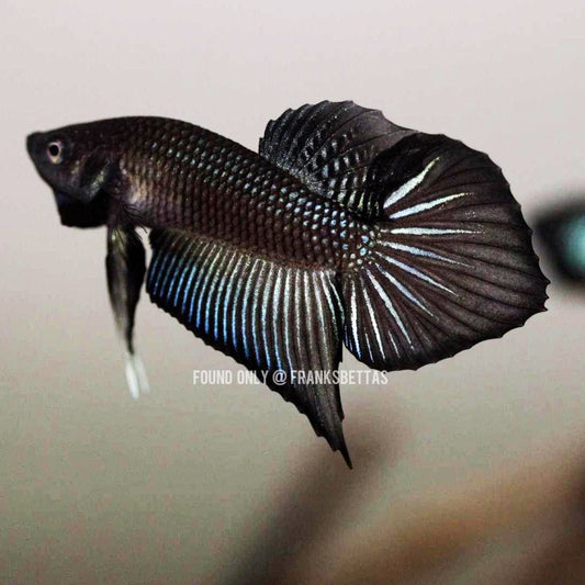 Wild Betta Splendens Spade Tail Black High Quality Male – FranksBettas Genetics