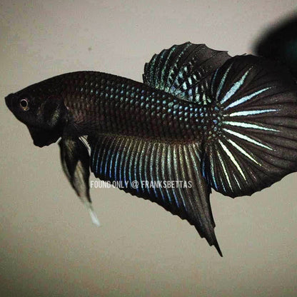 Wild Betta Splendens Spade Tail Black High Quality Male – FranksBettas Genetics