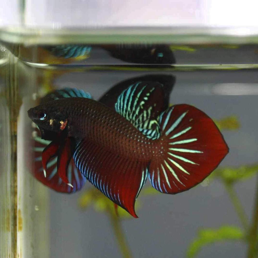 Wild Betta Splendens Spade Tail Original Quality Male – FranksBettas Genetics