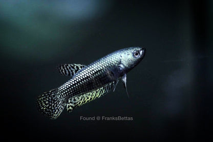 Wild Betta Alien Hybrid Steel Grey High Quality Female – FranksBettas Genetics