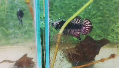 Samurai Alien copper Male - FranksBettas