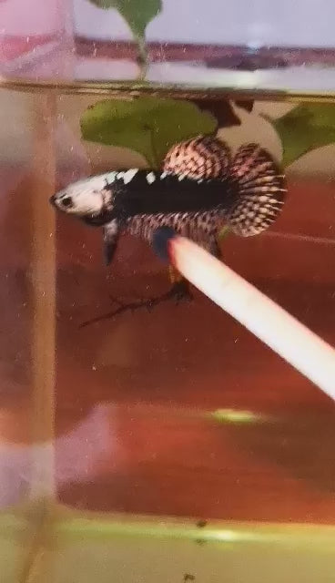 Samurai Alien Betta copper Male - FranksBettas – Franks Bettas