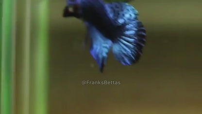 Wild Betta Alien Blue HIGH QUALITY MALE – FranksBettas