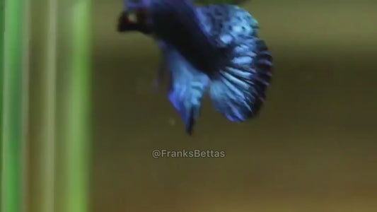 Wild Betta Alien Blue HIGH QUALITY MALE – FranksBettas