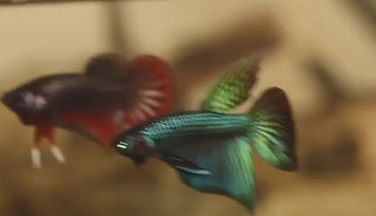 Betta Mahachaiensis Largetail Hybrid