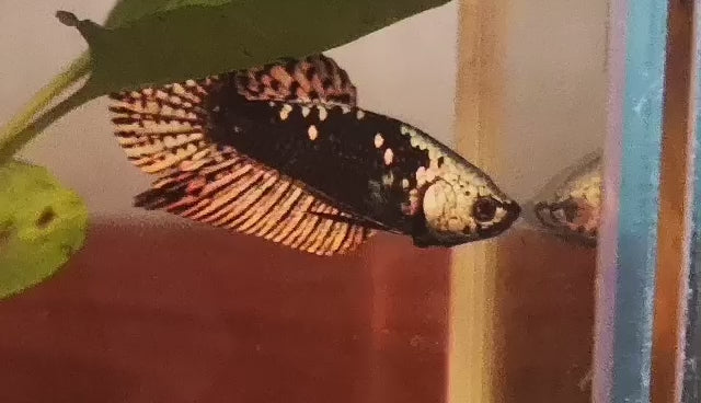 Samurai Alien Betta copper Male - FranksBettas – Franks Bettas