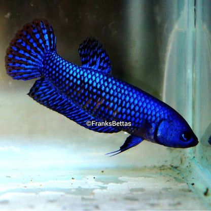 Wild Betta Alien Hybrid Blue High Quality Female – FranksBettas Genetics