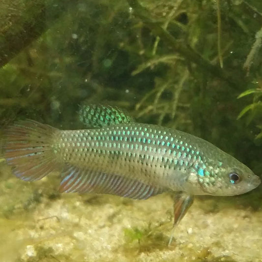 Wild Betta Green Smaragdina High Quality Female – FranksBettas Genetics